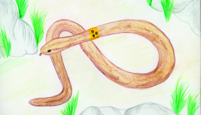 Zeichnung einer braunen Schlange auf grünem Hintergrund