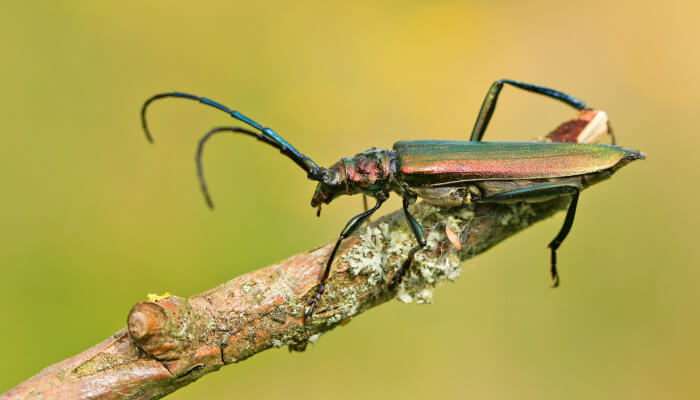 grünschillender Käfer auf einem Holzast