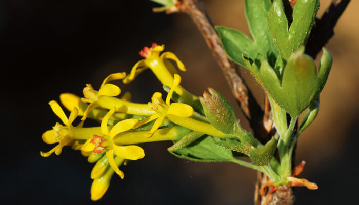 Gelbe Blüten an einer Pflanze im Sommer