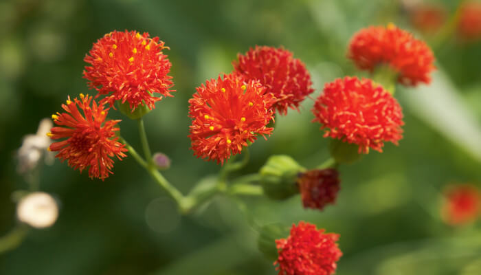 Rote Blüten im Sommer an einer Staude