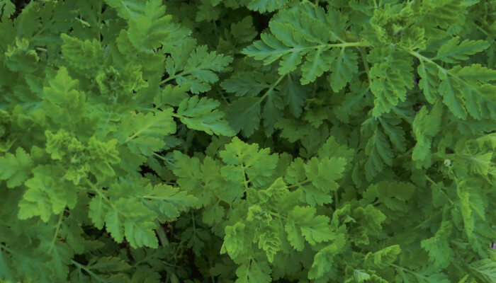 Grüne Zweige mit grünen kleinen Blättern 