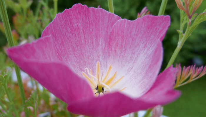 Rosarote Blüte in einem Garten