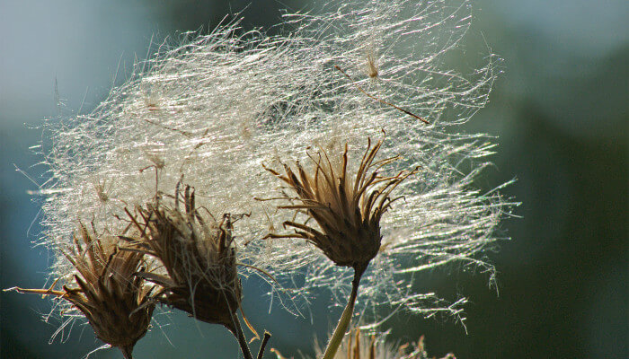 Weisse feine Samen an einem getrockneter Blüte