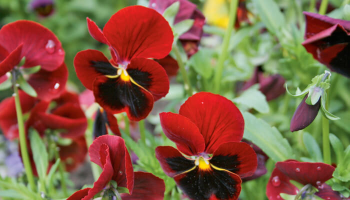 rot schwarze Blüten an grüner Pflanze
