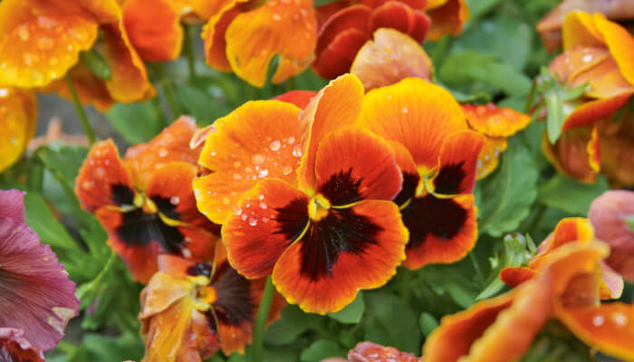 orange-schwarze Blüen an einer Pfanze