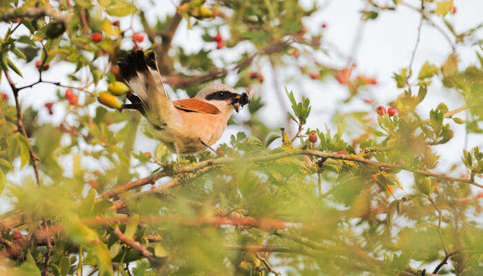 Vogel im Sommer in einem Gestrüb mit einem Insekt im Schnabel