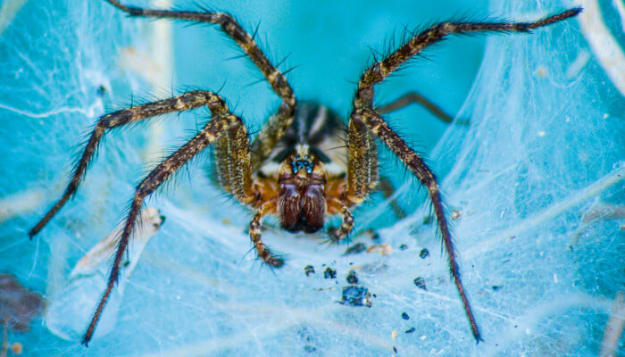 Grosse schwarze Spinne in einem Netz