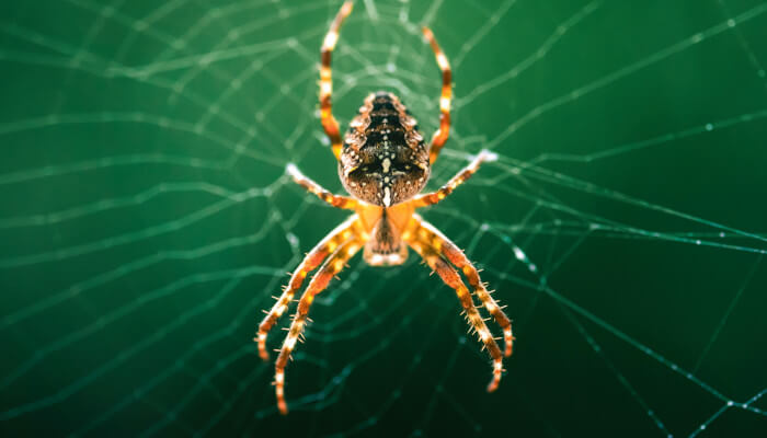 Leuchtend braune Spinne in einem Spinnennetz
