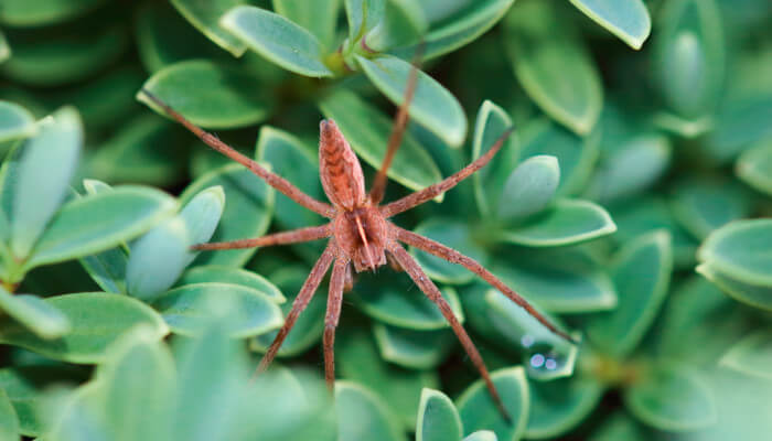 rotbraune Spinne von oben fotografiert auf einem Gebüsch