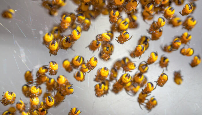 Junge Spinnen in einem Spinnennetz