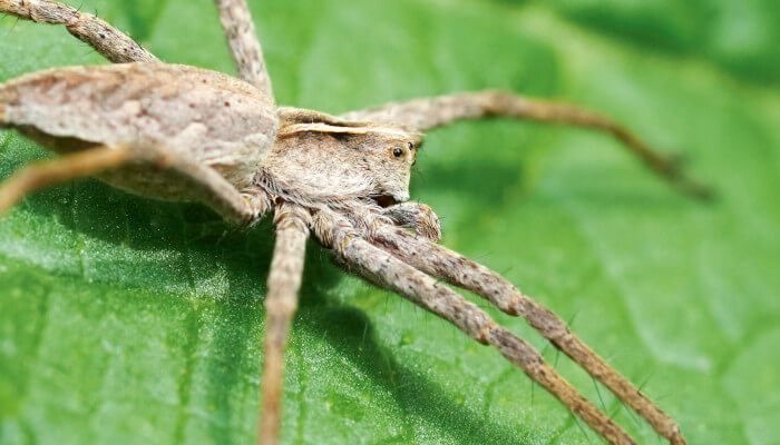 Graue Spinne auf einem grünen Blatt