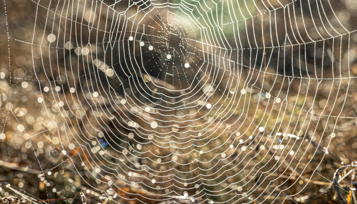Spinnennetz in der Sonne