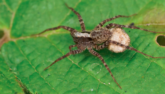 Spinne welche Eier an ihrem Hinterteil trägt