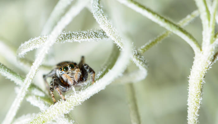 Spinne die von einer grünen Pflanze zu uns schaut