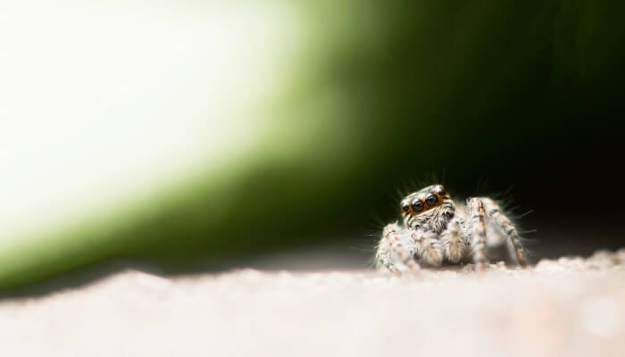 Kleine Spinne sitz auf Stein