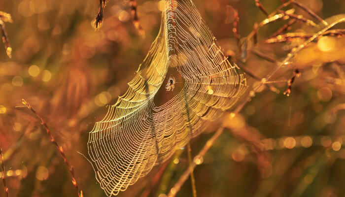 Leuchtendes Spinnennetz in der Abendsonne