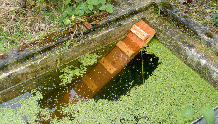 Wasserstelle mit einer Holzleiter