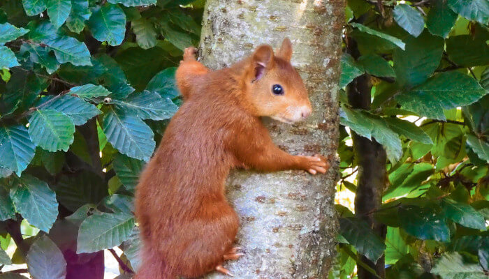 Ein Eichhörnchen klammert sich an einen Baumstamm