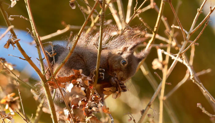Eichhörnchen in einem Baum im Herbst