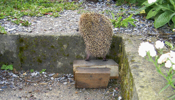 Ein Wildtier auf einer Treppe in der Stadt