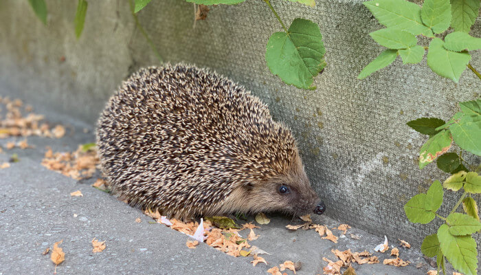 Igel vor einer Mauer