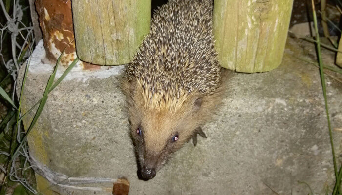 Igel zwischen zwei Gartenzaun-Latten