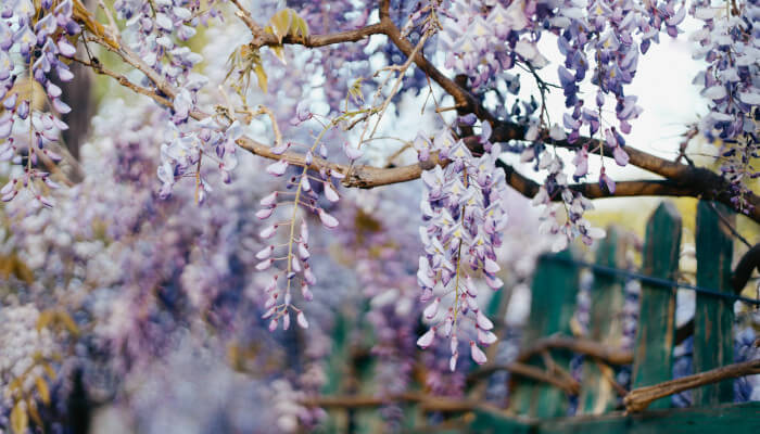 rosarote Blüten an einem Baum