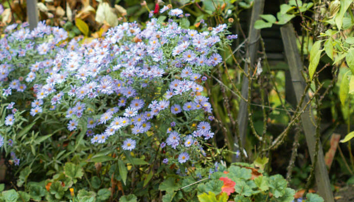Blühende blaue Pflanzen im Sommer