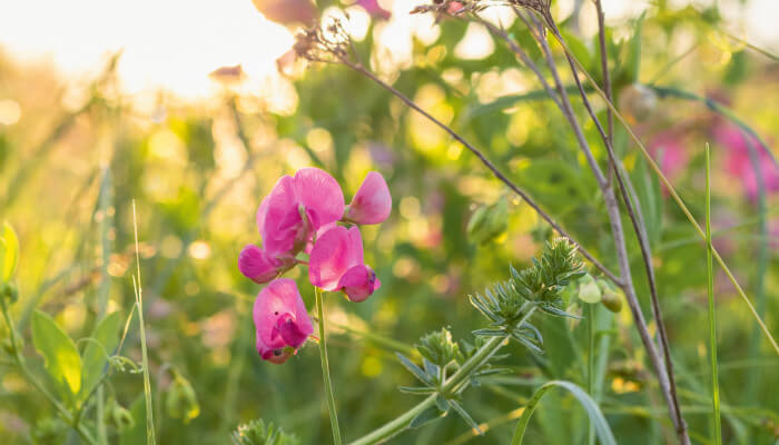 rosa Blüten an einem grünen Stängel