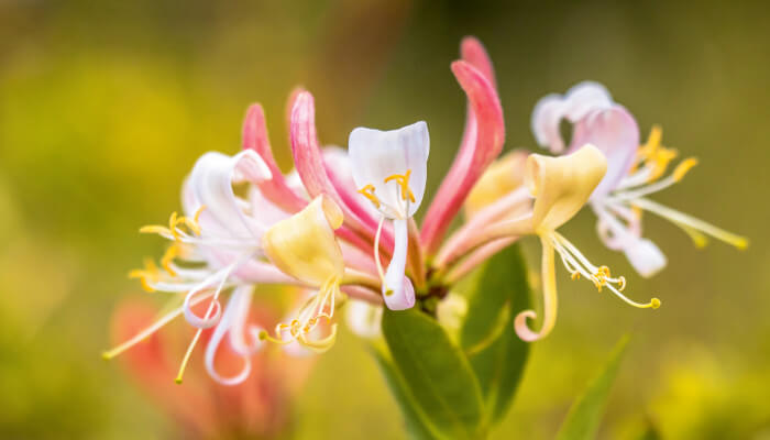 weiss-gelbe Blüten mit rosa Blütenstängel