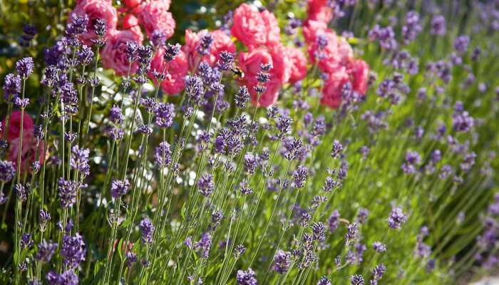 rosa und violette Blüten von Blumen in einem Garten