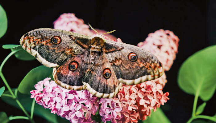 Brauner Schmetterling an einer rosa-violletten Blüte