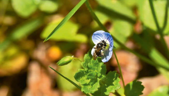 Biene an einer blauen Blüte