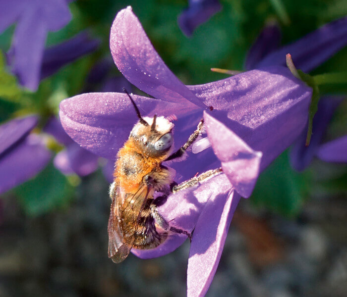 Biene im Sonnenlicht an einer violetten Blüte