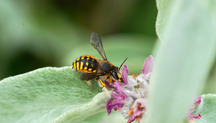 Biene auf einem grünen Blatt nascht von einer roten Blüte