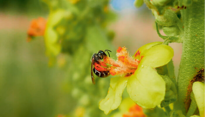 Biene mit roten Beinen an einer Blüte
