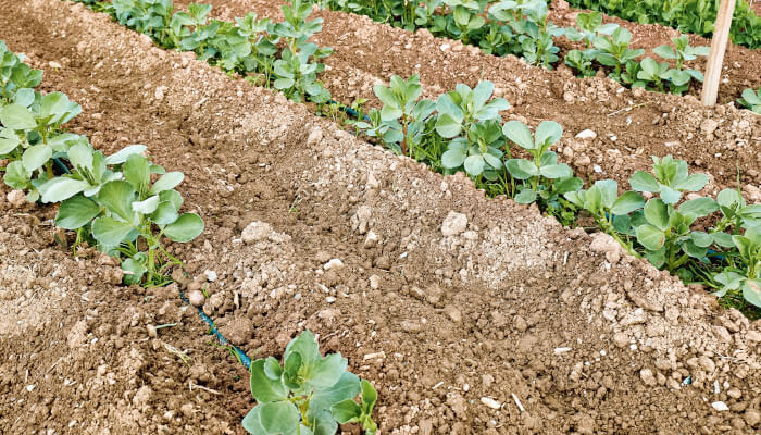 Feld mit grünen Sprösslingen die aus der Erde wachsen