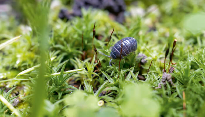 kleines Tier auf grünem Moos