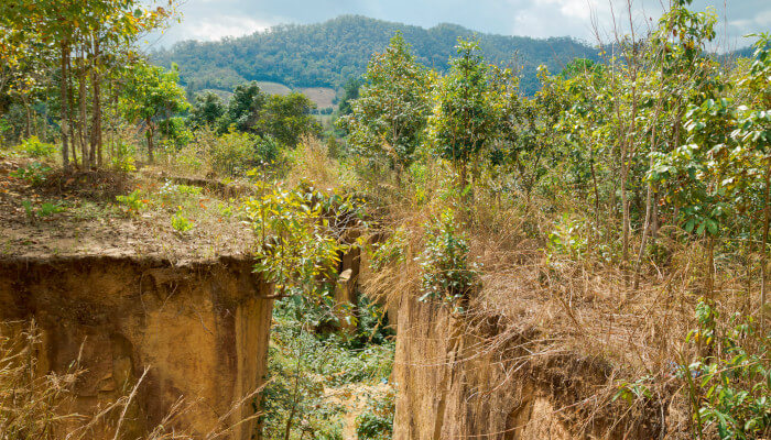 Bodenspalte im Sommer mit Bäumen und Sträuchern