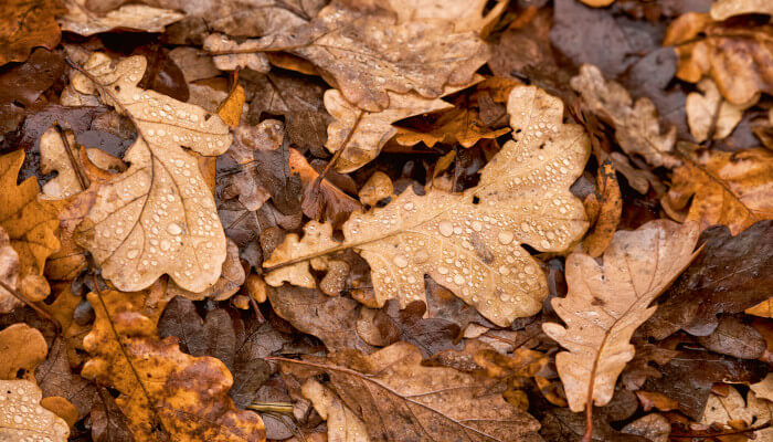 braunes Laub auf der Erde mit Regentropfen