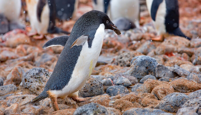 Ein Pinguin mit einem Stein im Schnabel