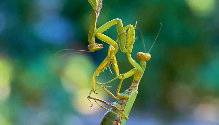 Zwei grüne Insekten im Sonnenlicht