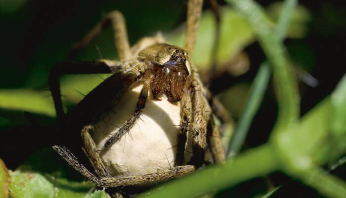 Spinne im Sonnenlicht auf einem Ei