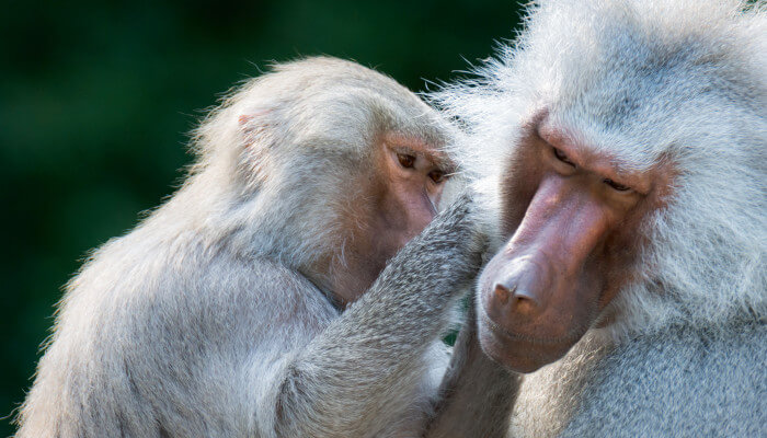 Zwei graue Affen die sich lausen