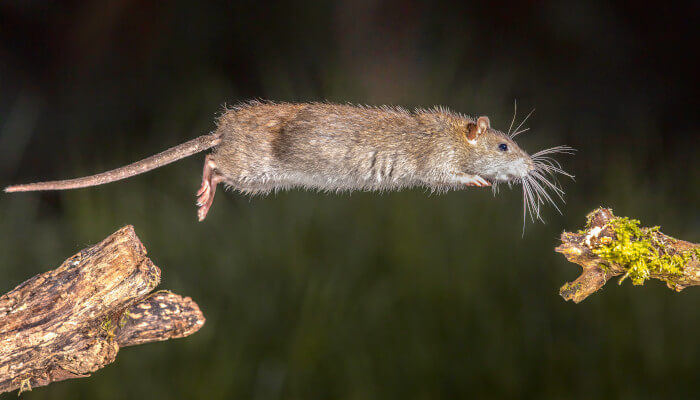 Eine graue Maus sprint von Ast zu Ast