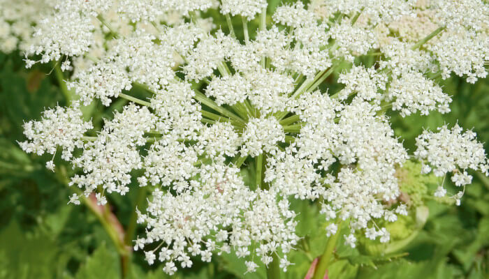 Weisse Blüte einer Pflanze