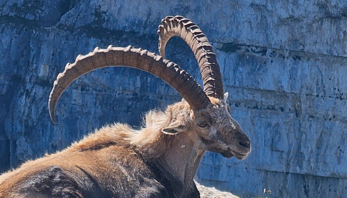 Brauner Steinbock auf Felsen im Sonnenlicht mit grossen Hörner