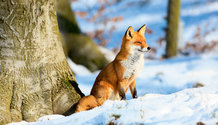 Ein rot weisser Fuchs im Schnee