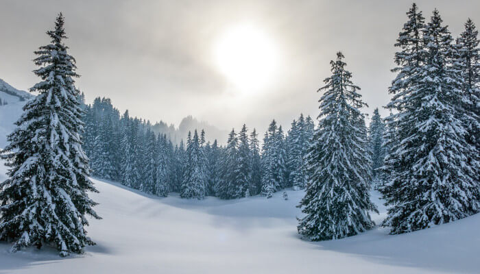 Tannenwald im Winter mit Nebelschwaden