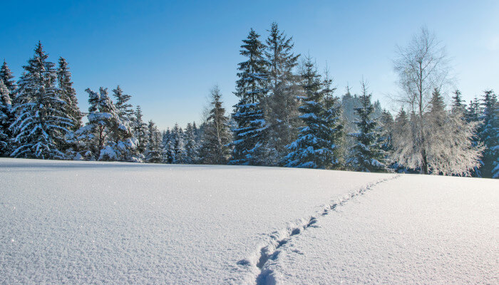 Spuren im Schnee bei Sonnenlicht vor Wald
